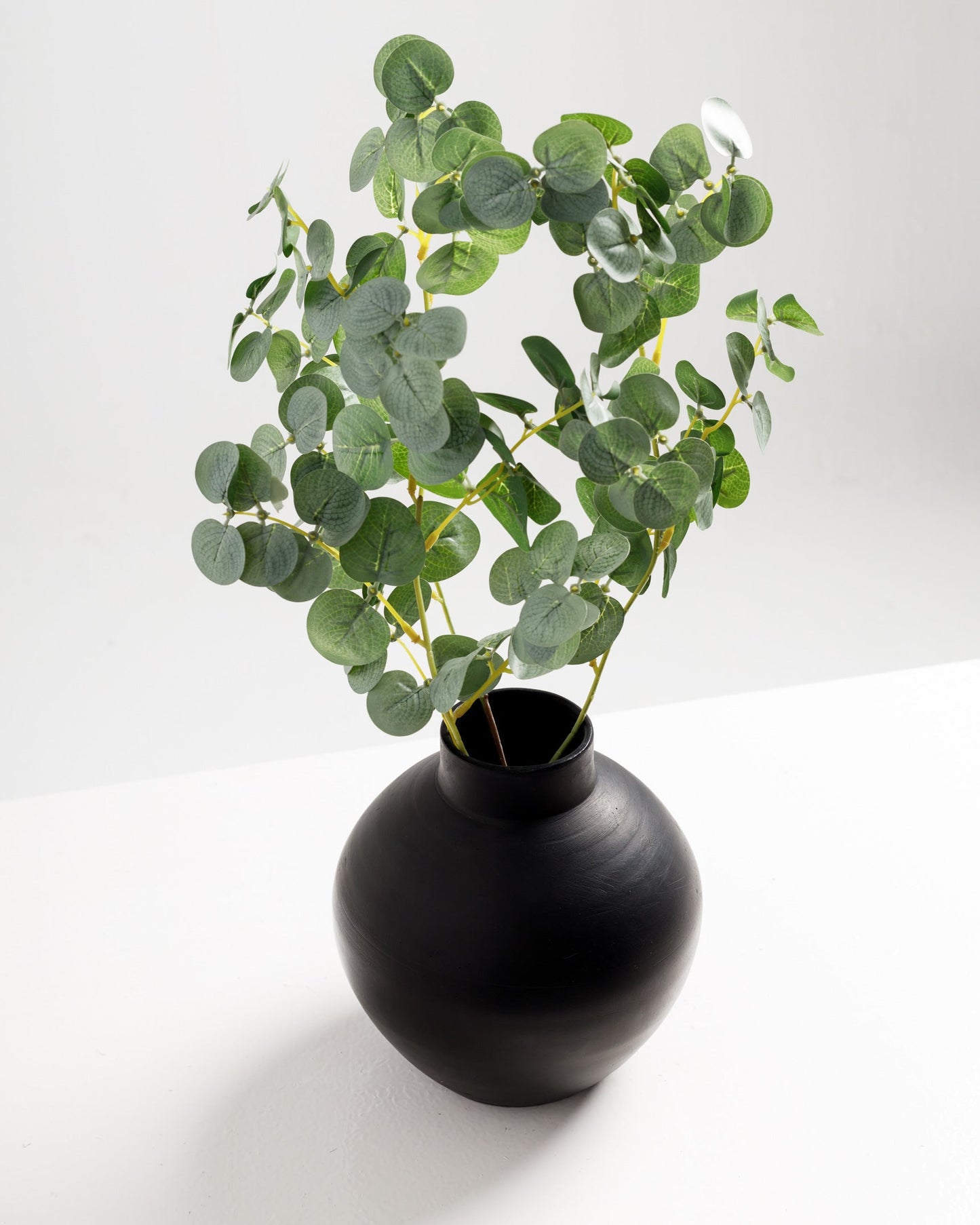 Eucalyptus Branch