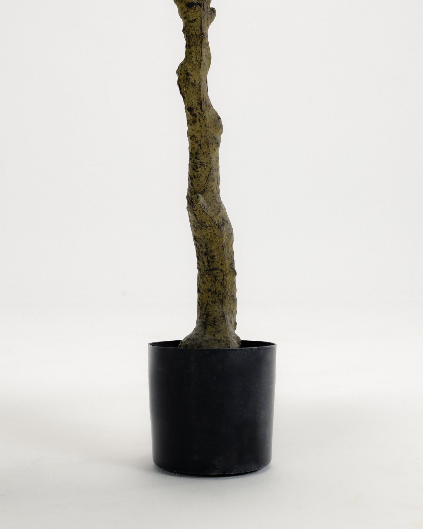 Wide Benjamina Tree