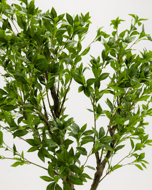 Wide Benjamina Tree