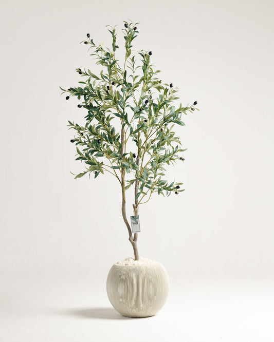 Olive 2 Branches Tree