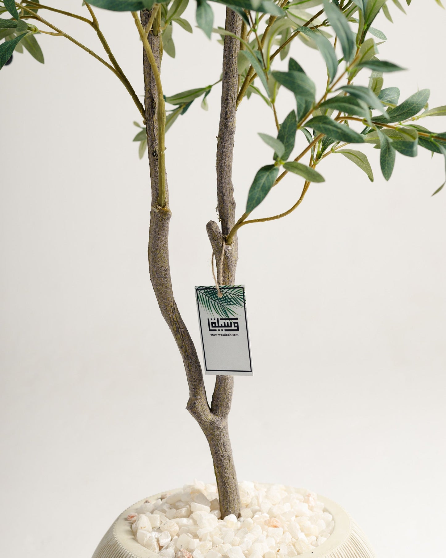 Olive 2 Branches Tree