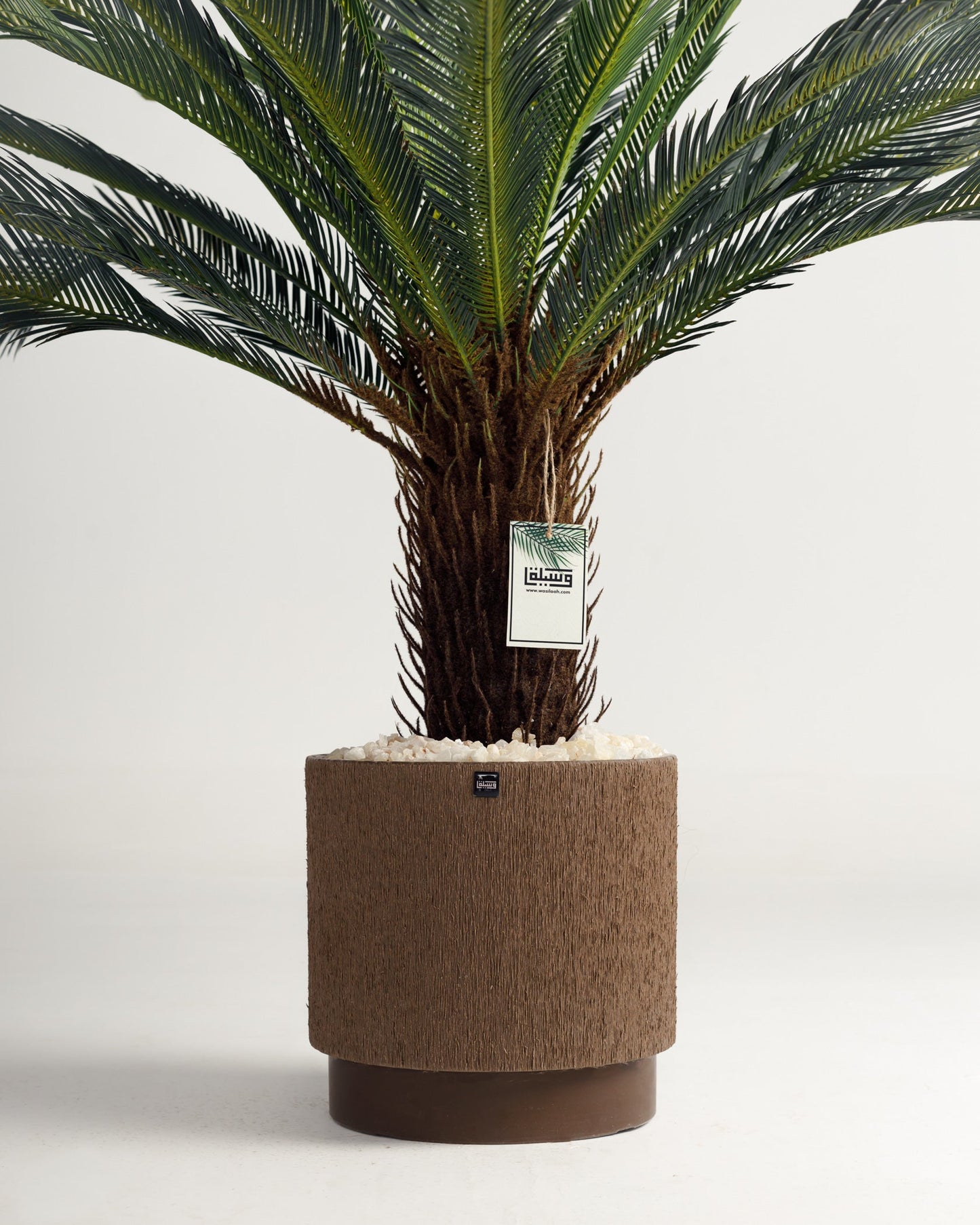 Lux Palm Tree