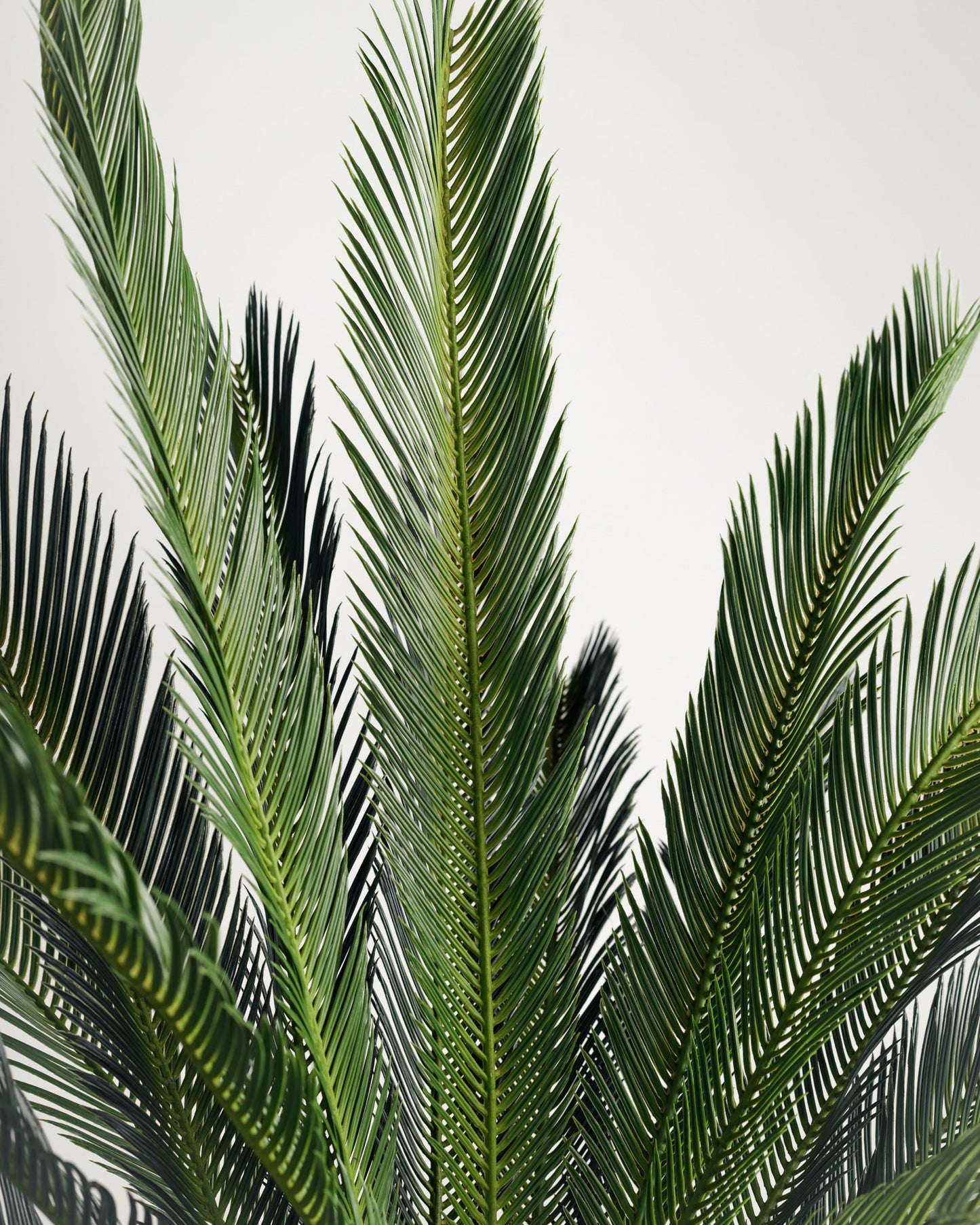 Lux Palm Tree