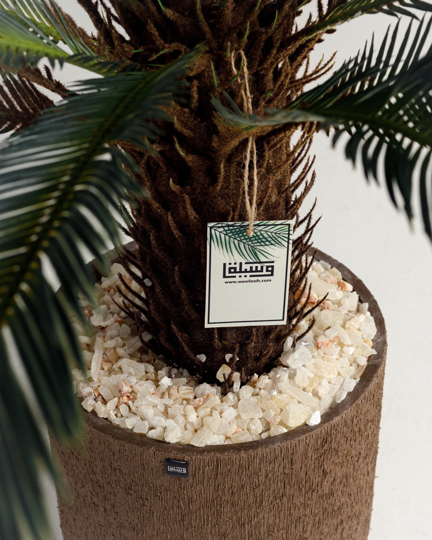 Lux Palm Tree