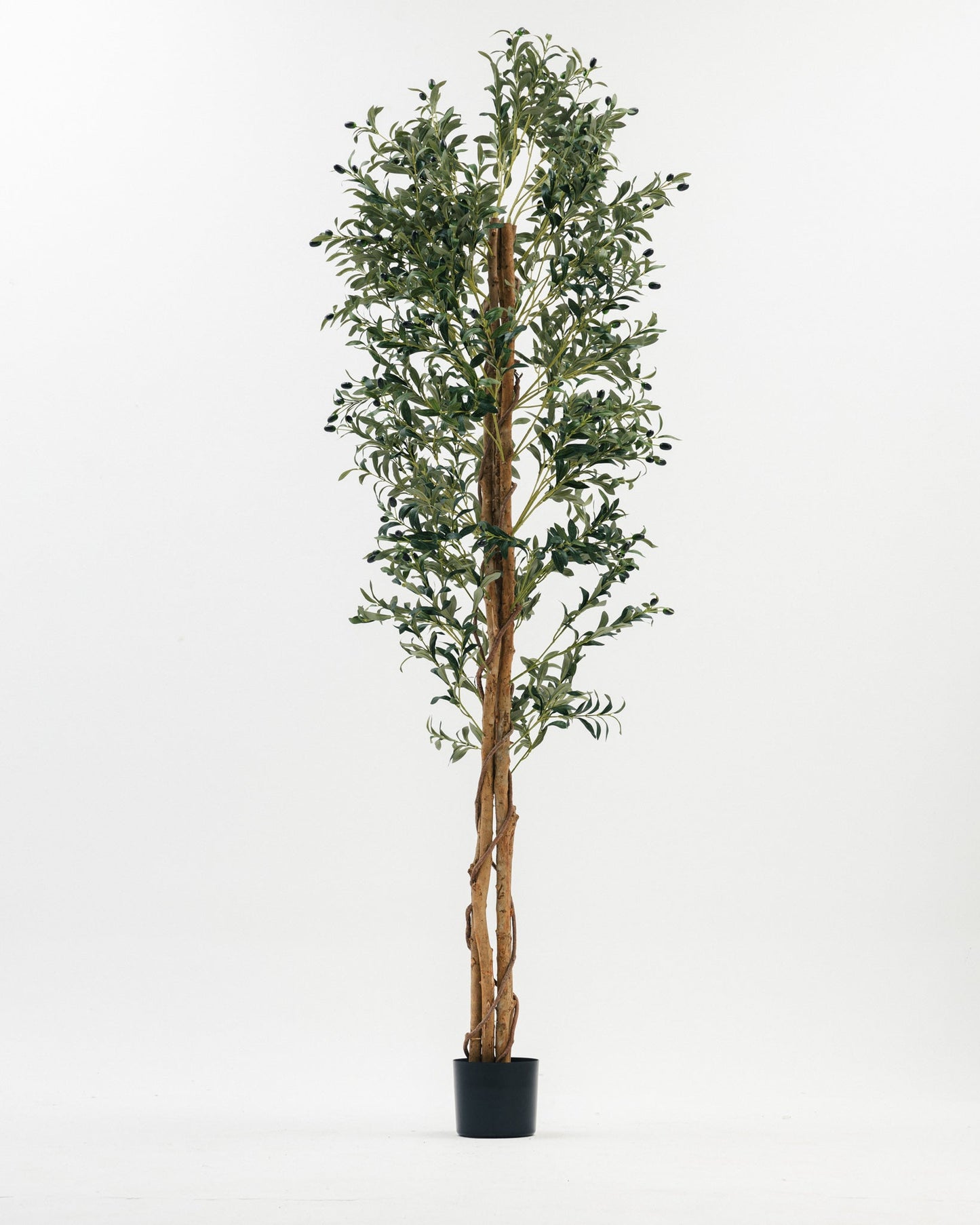 Massive Olive Tree with Real Wood Branches