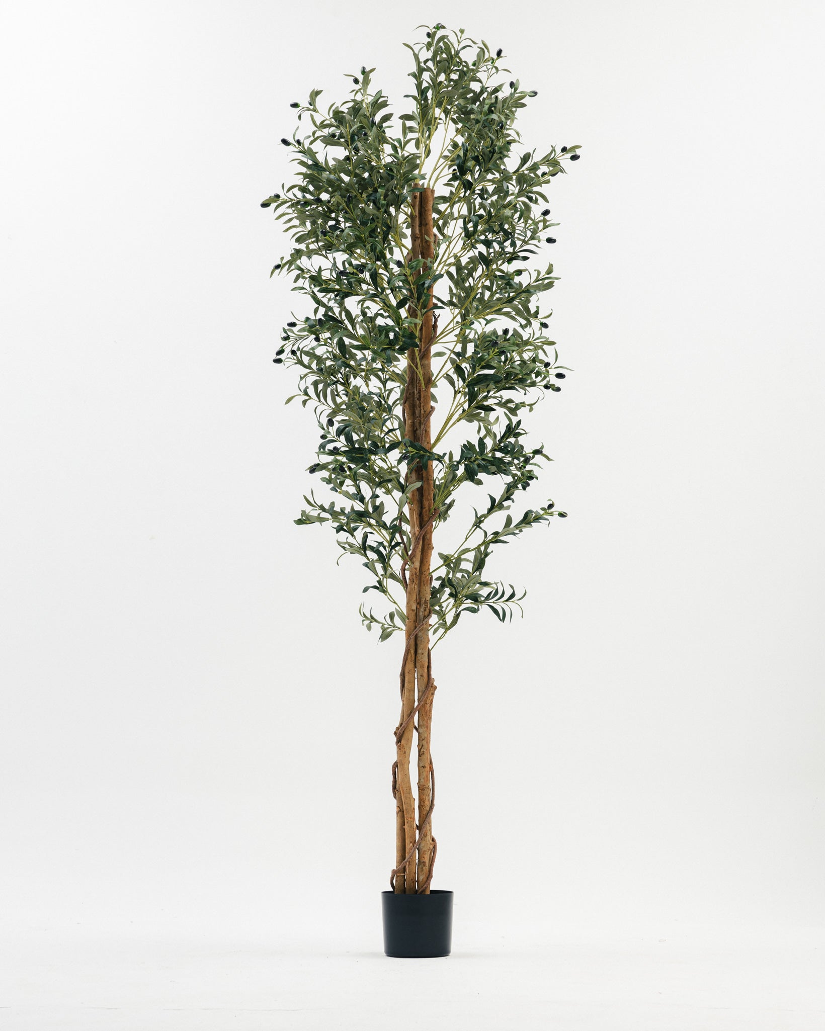 Massive Olive Tree with Real Wood Branches