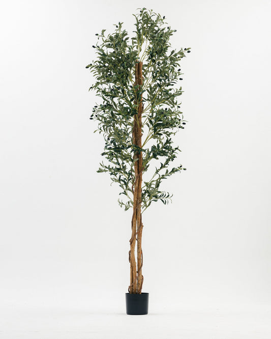 Massive Olive Tree with Real Wood Branches