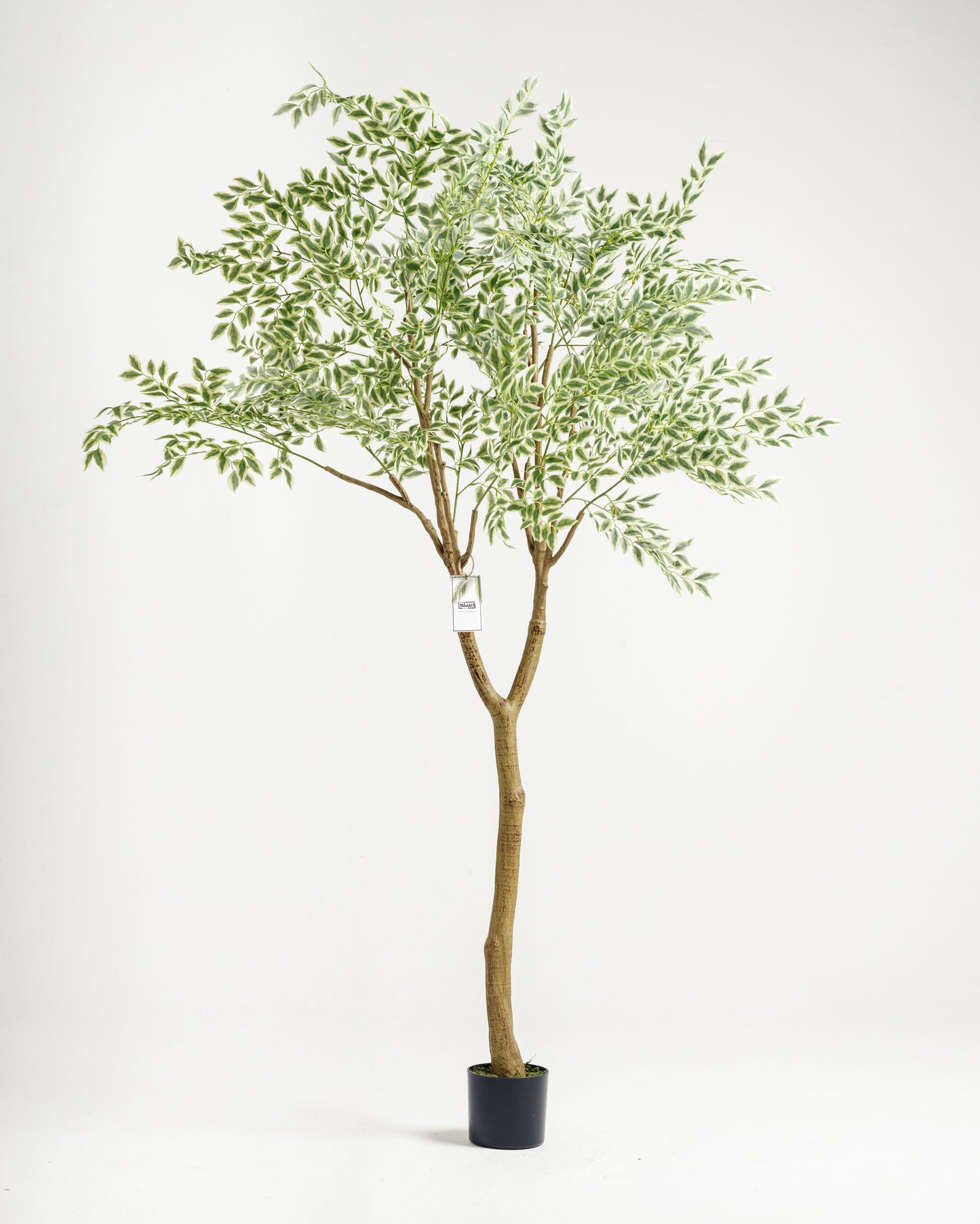 Tall Benjamina Variegated Tree