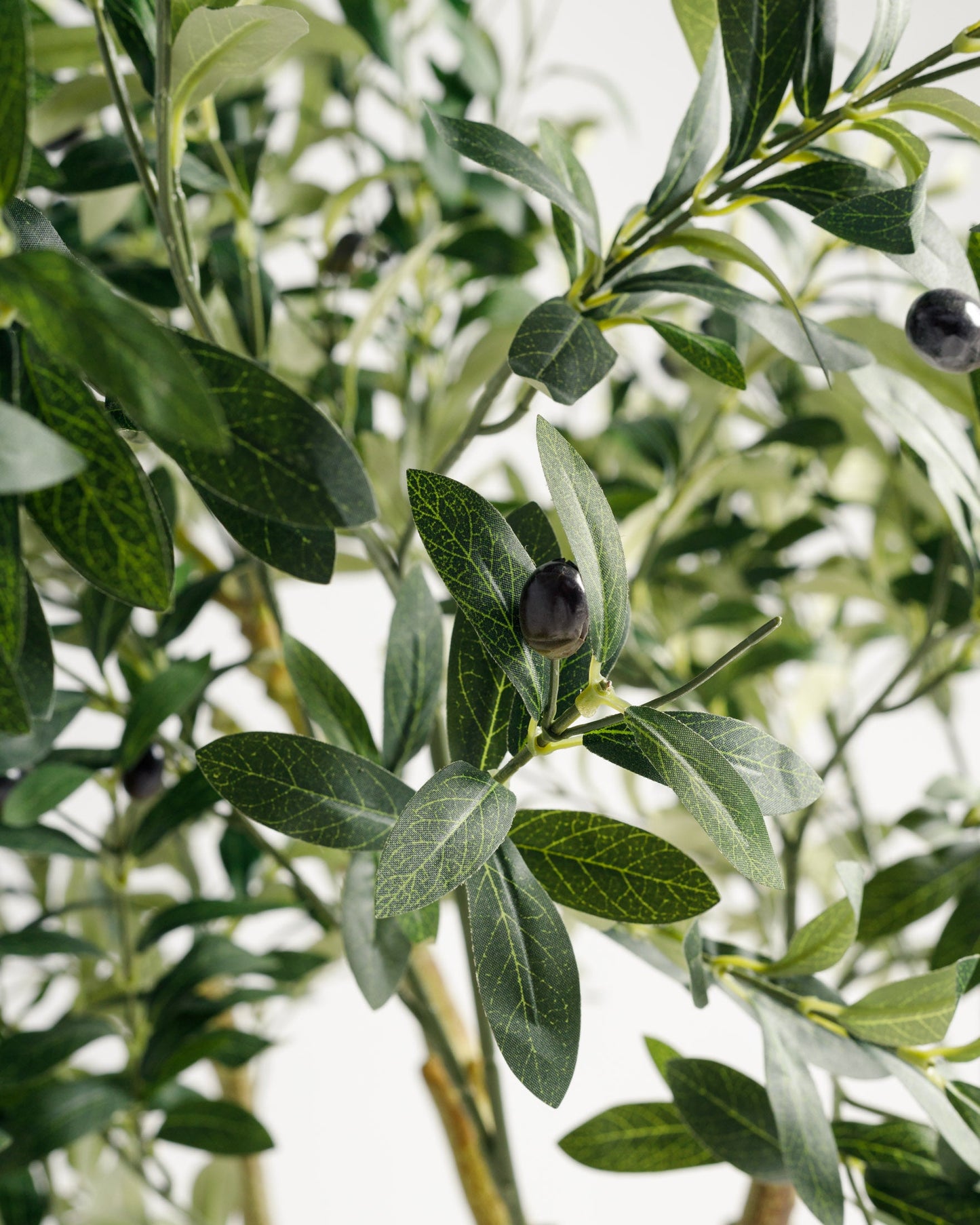 Olive Multi Stem Tree