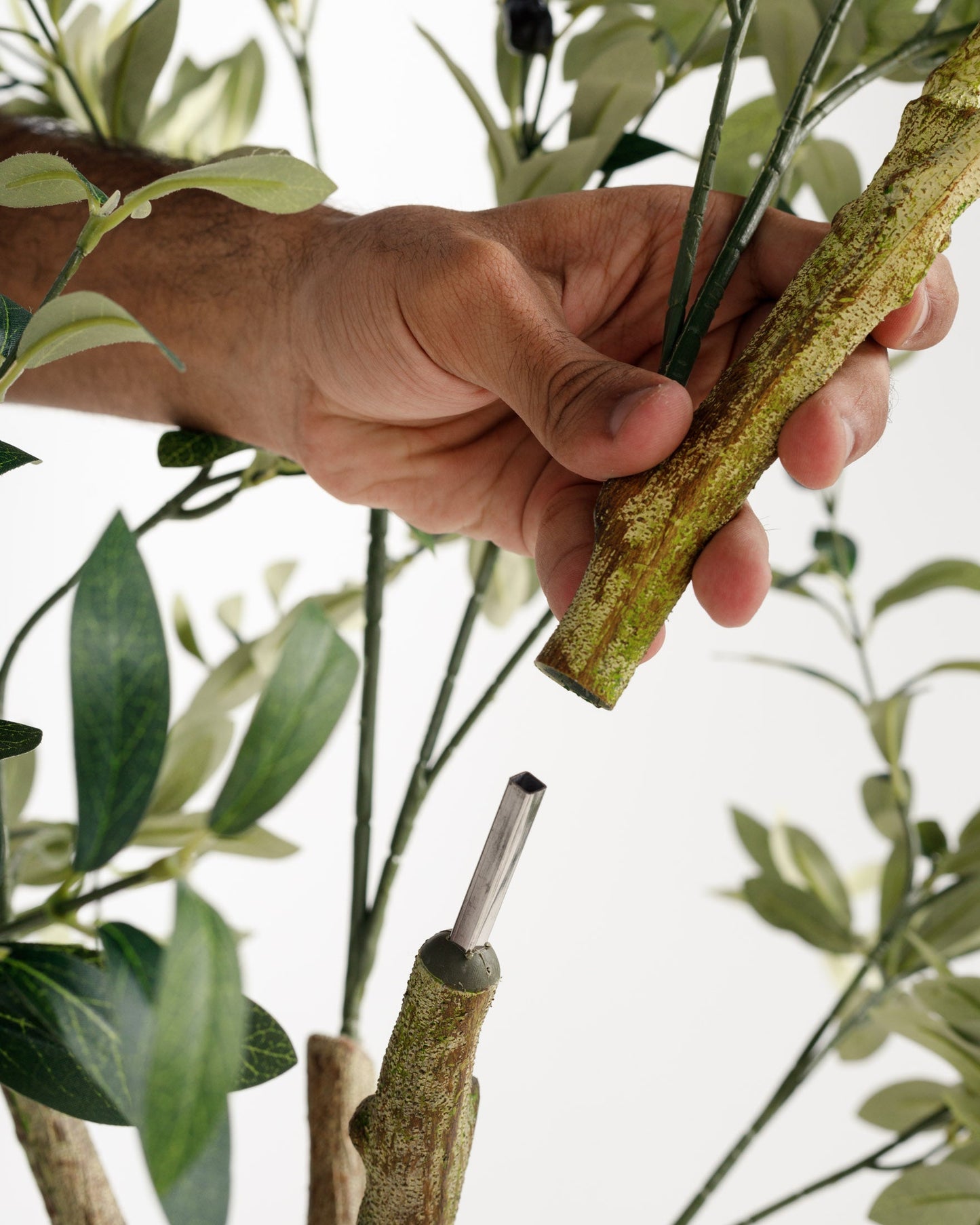 Olive Multi Stem Tree