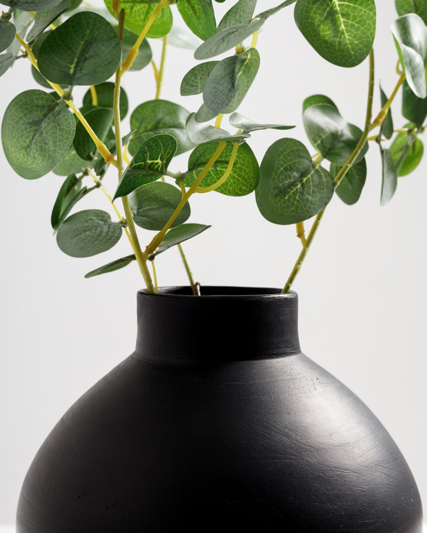 Eucalyptus Branch