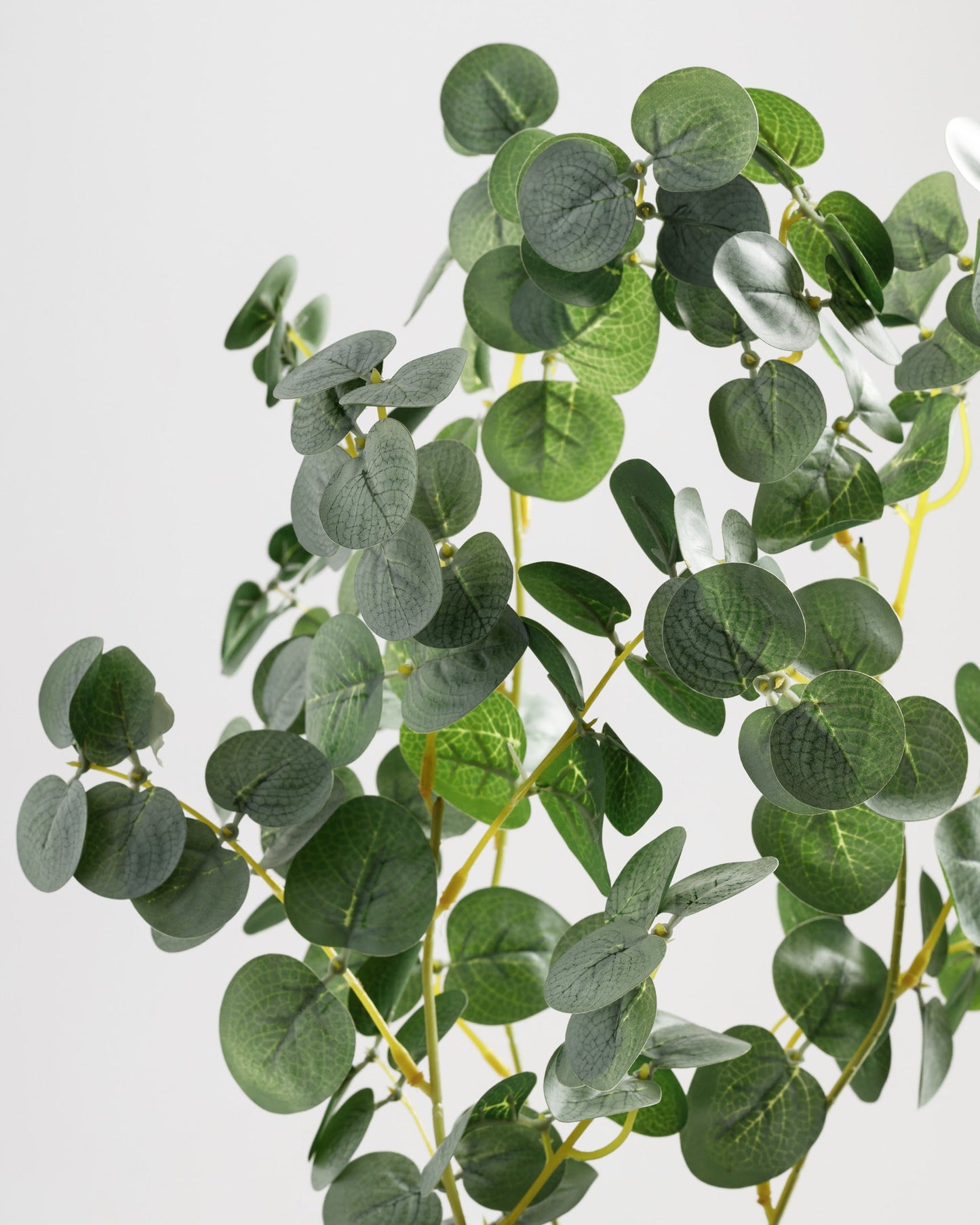 Eucalyptus Branch