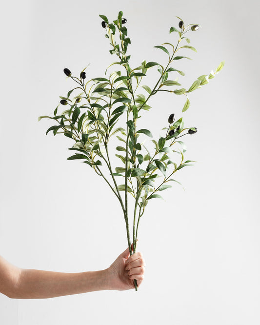 Olive Branch