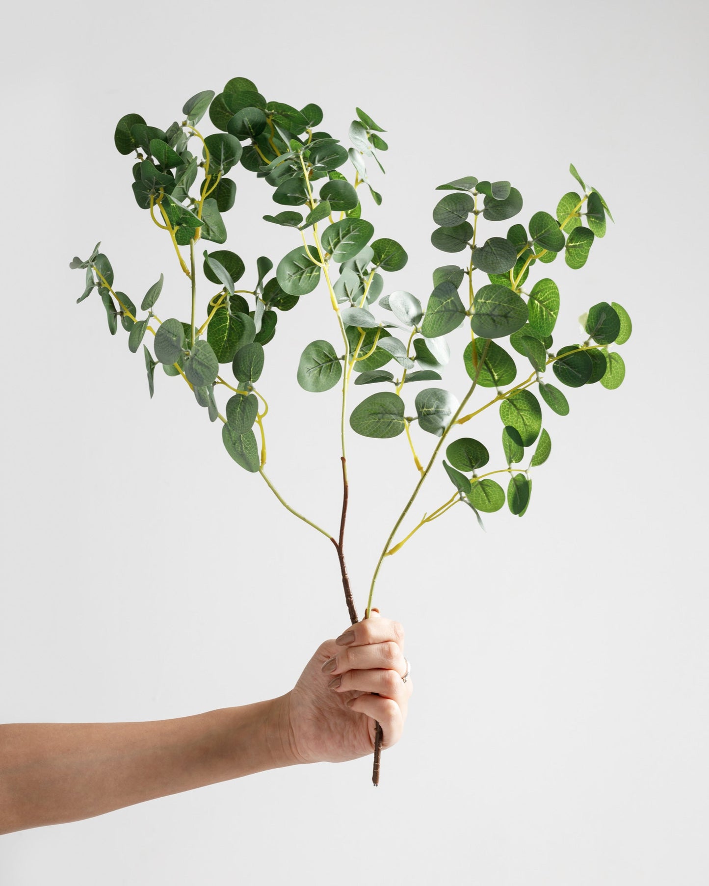 Eucalyptus Branch