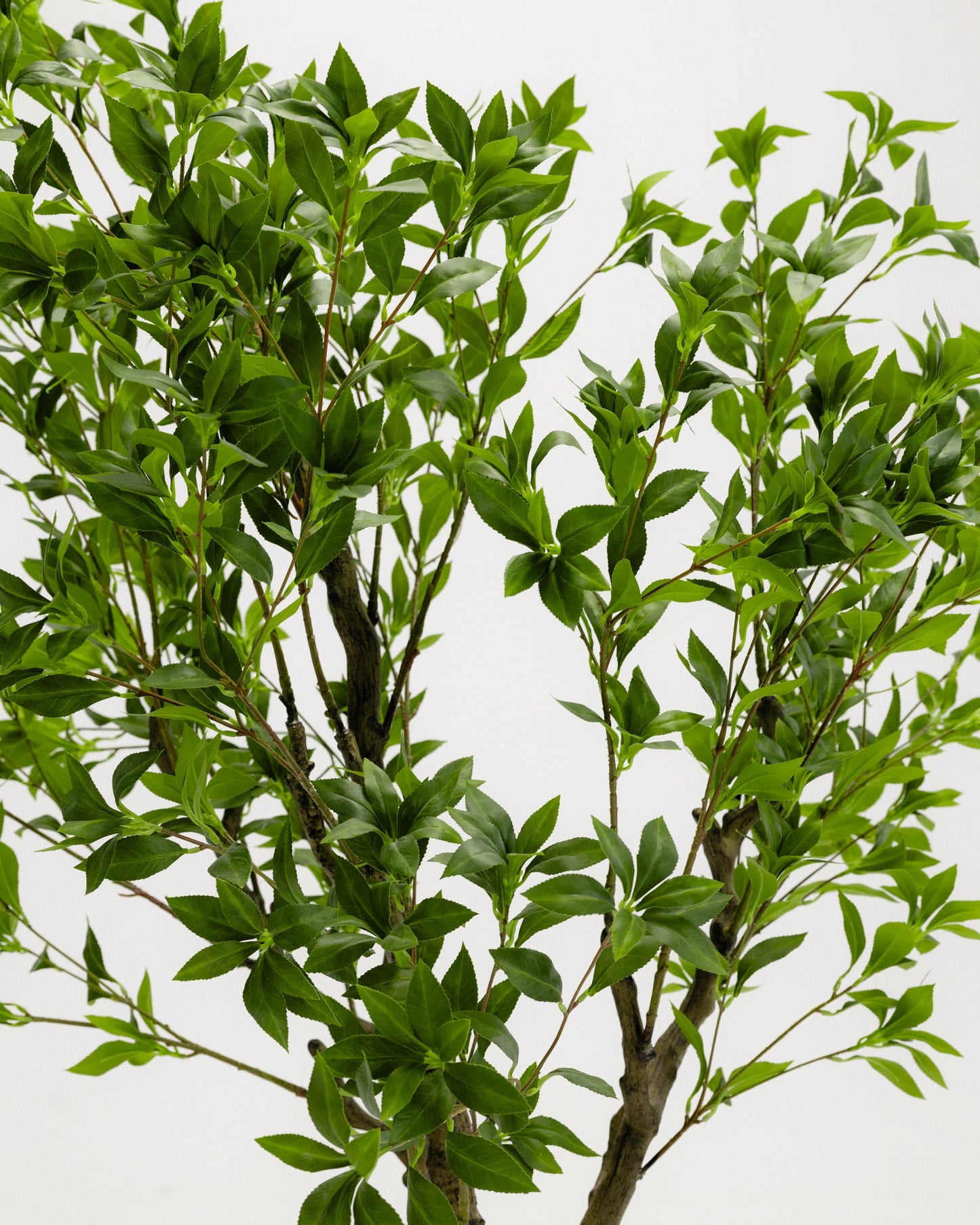 Wide Benjamina Tree