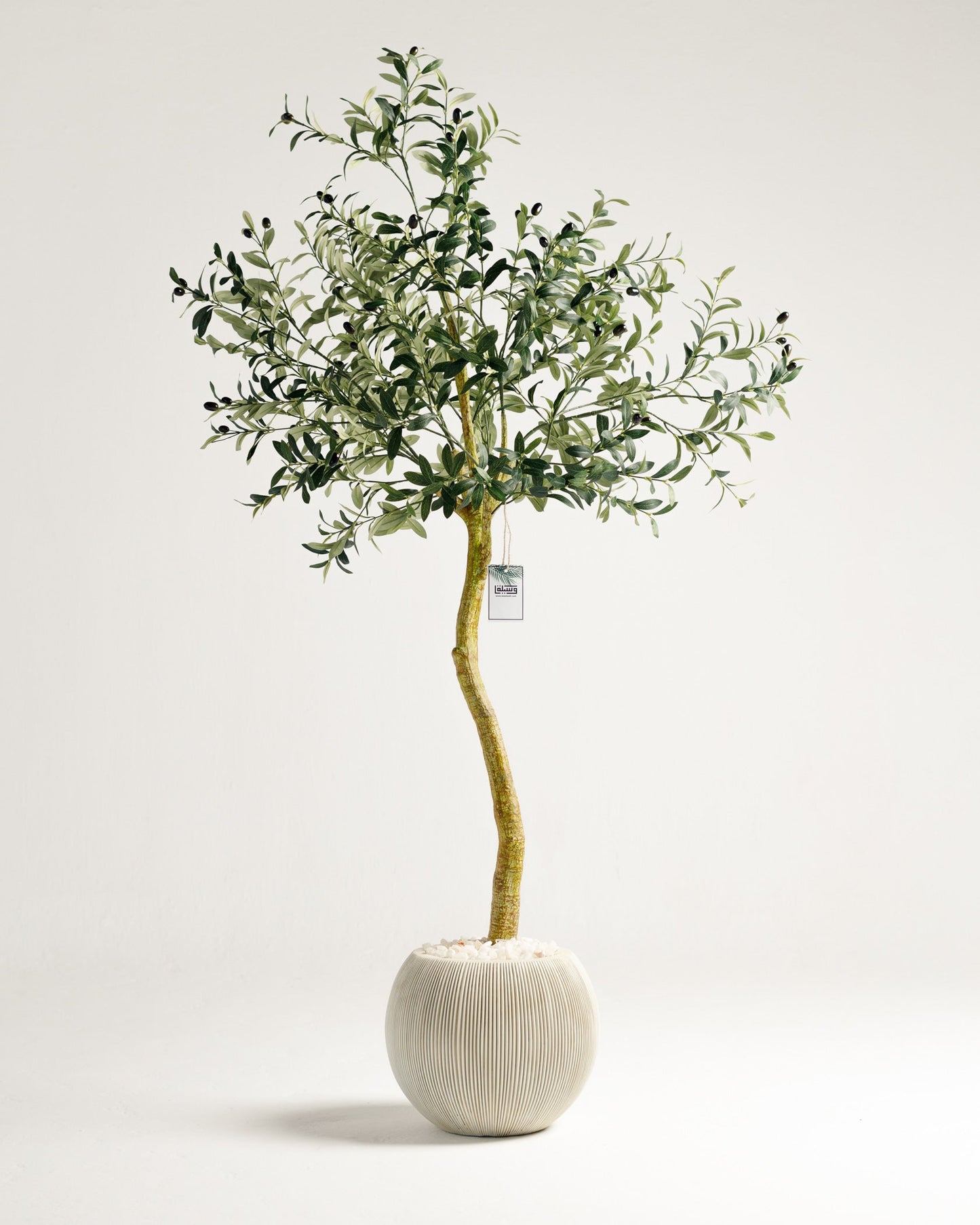Olive Single Trunk Tree