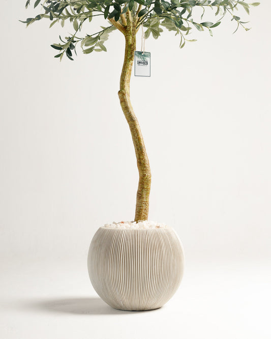 Olive Single Trunk Tree