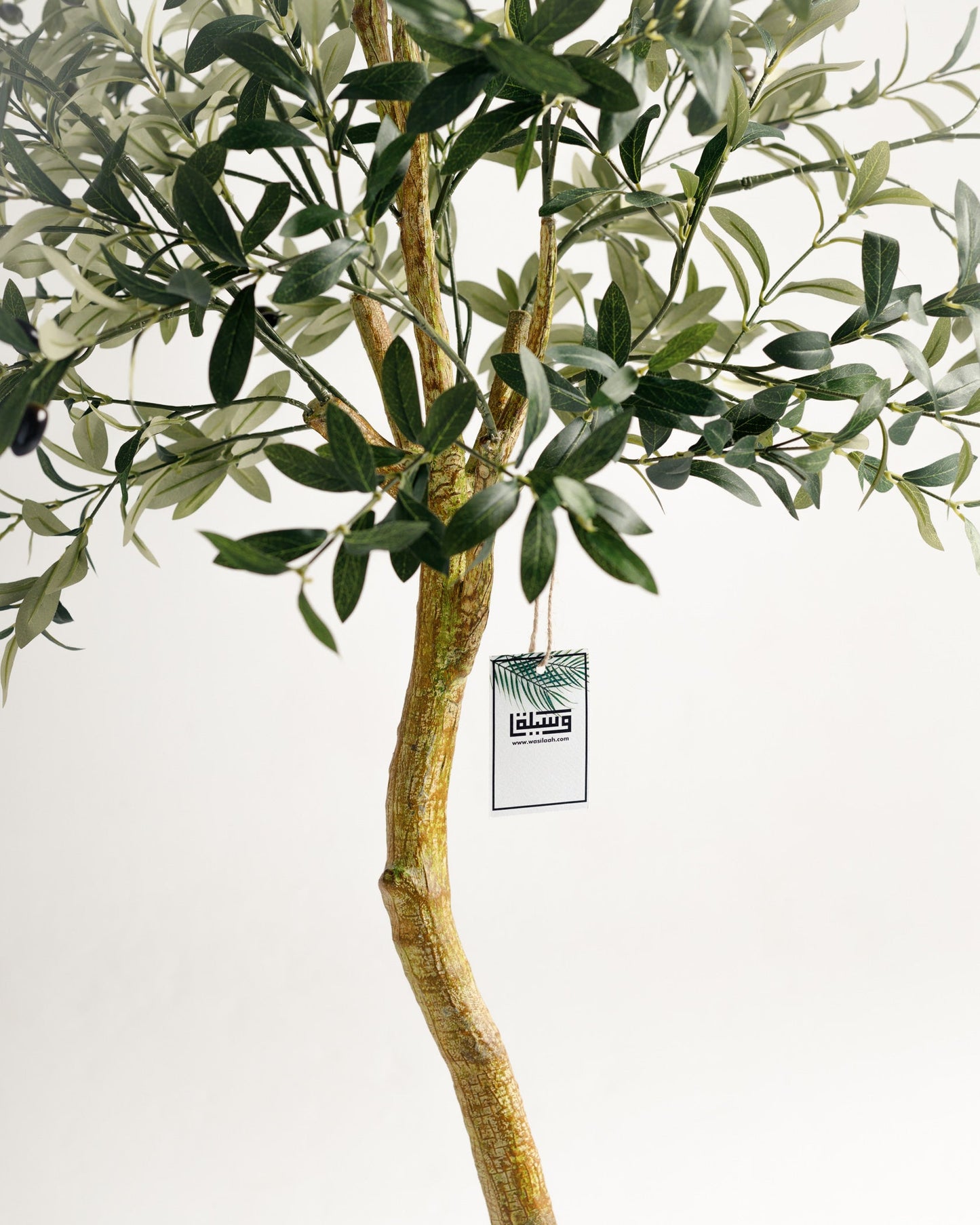 Olive Single Trunk Tree