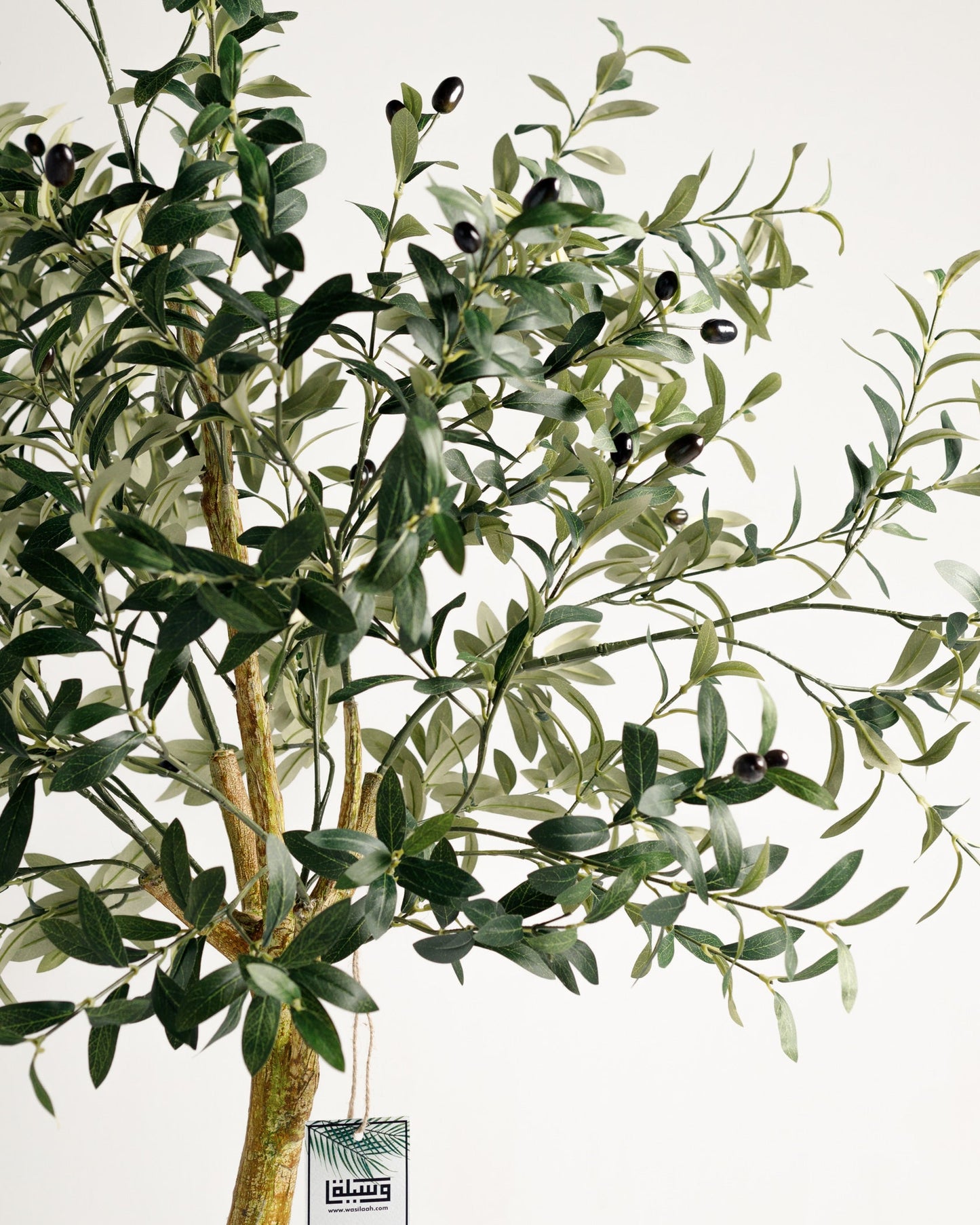 Olive Single Trunk Tree