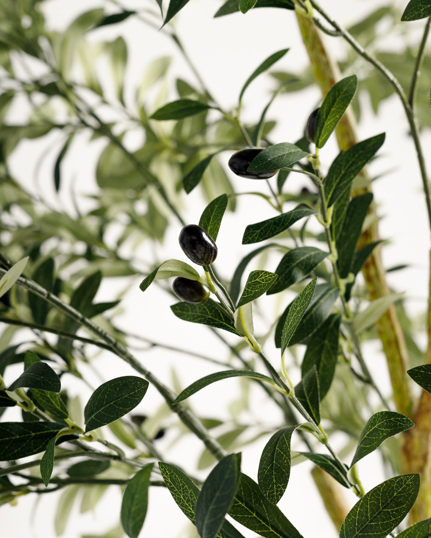 Olive Single Trunk Tree