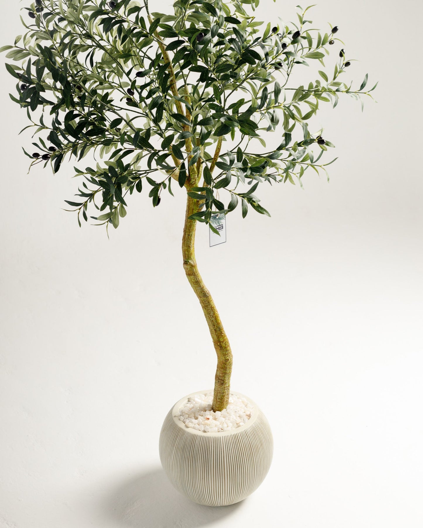 Olive Single Trunk Tree
