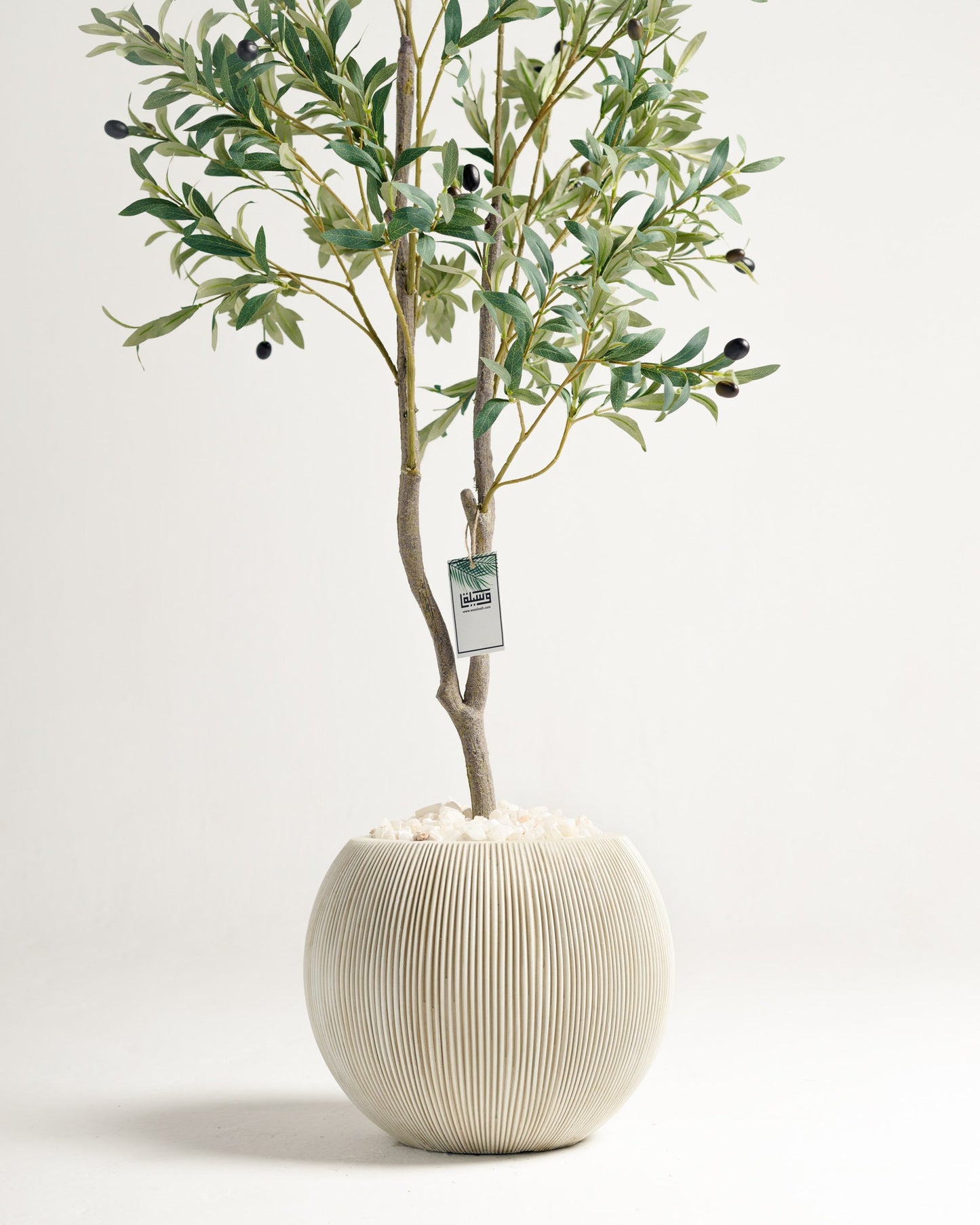 Olive 2 Branches Tree