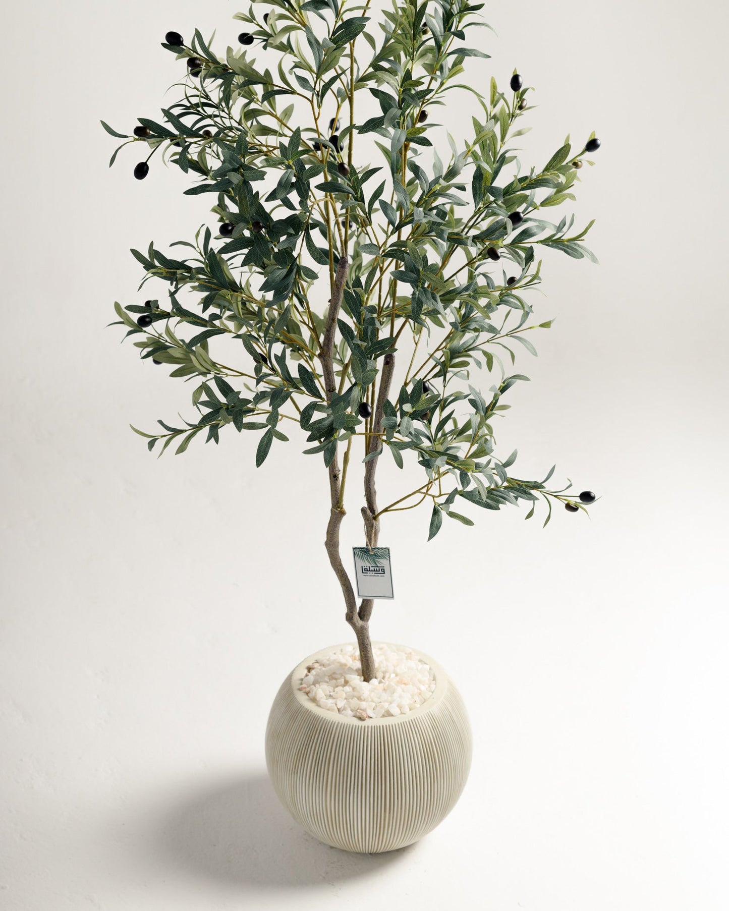 Olive 2 Branches Tree