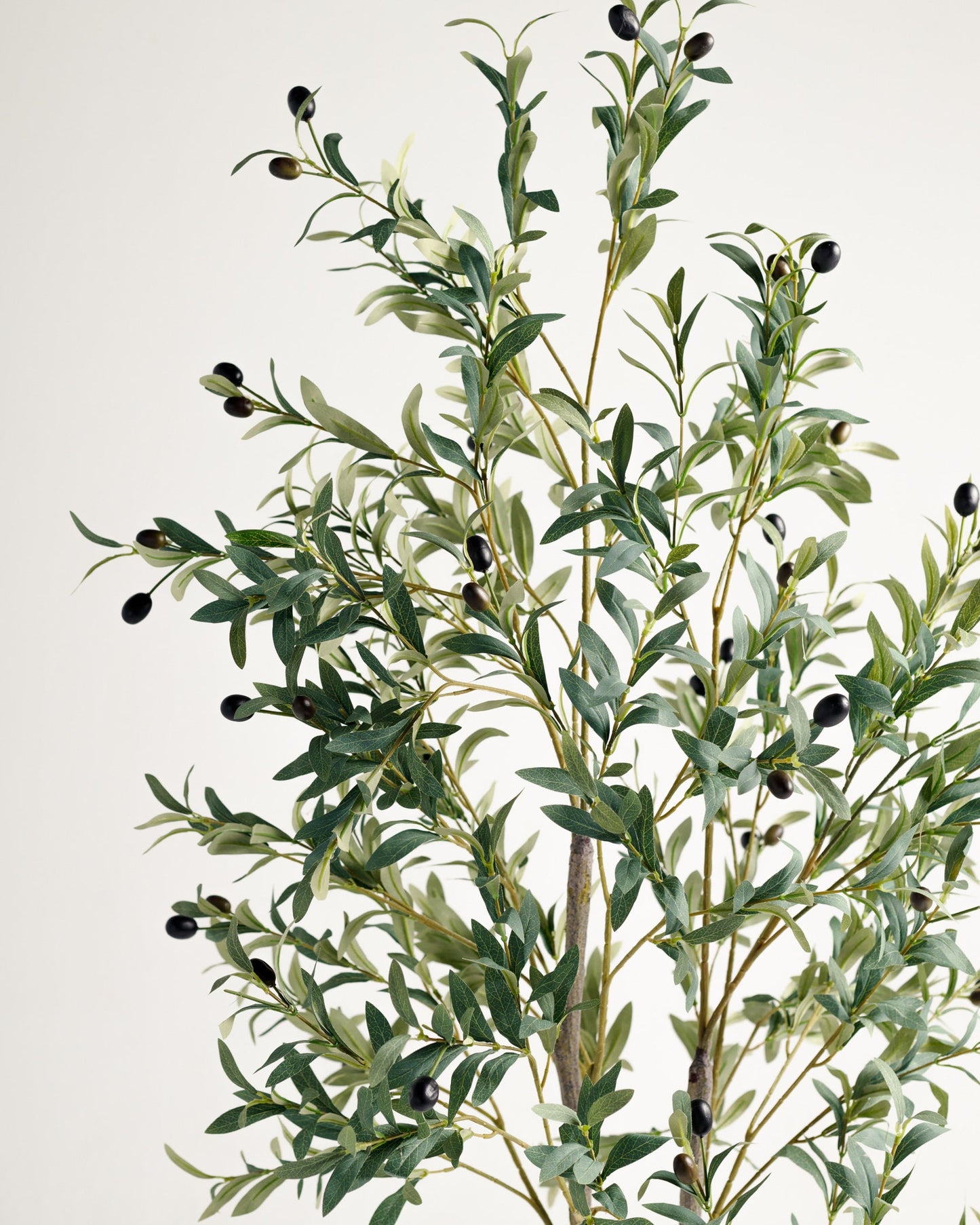 Olive 2 Branches Tree
