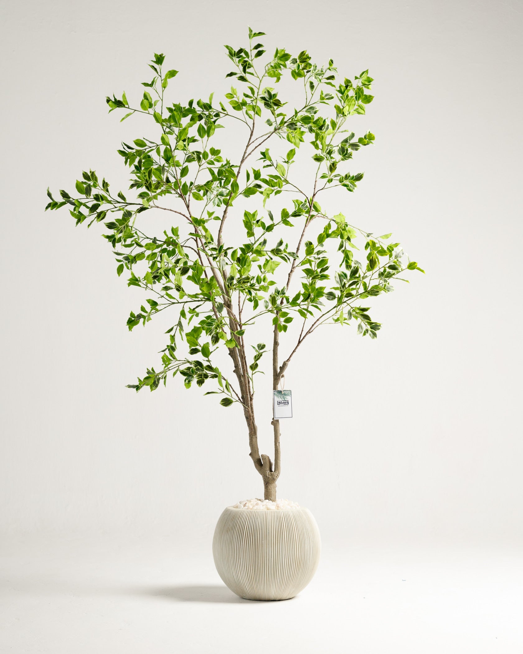 Benjamina Variegated Tree
