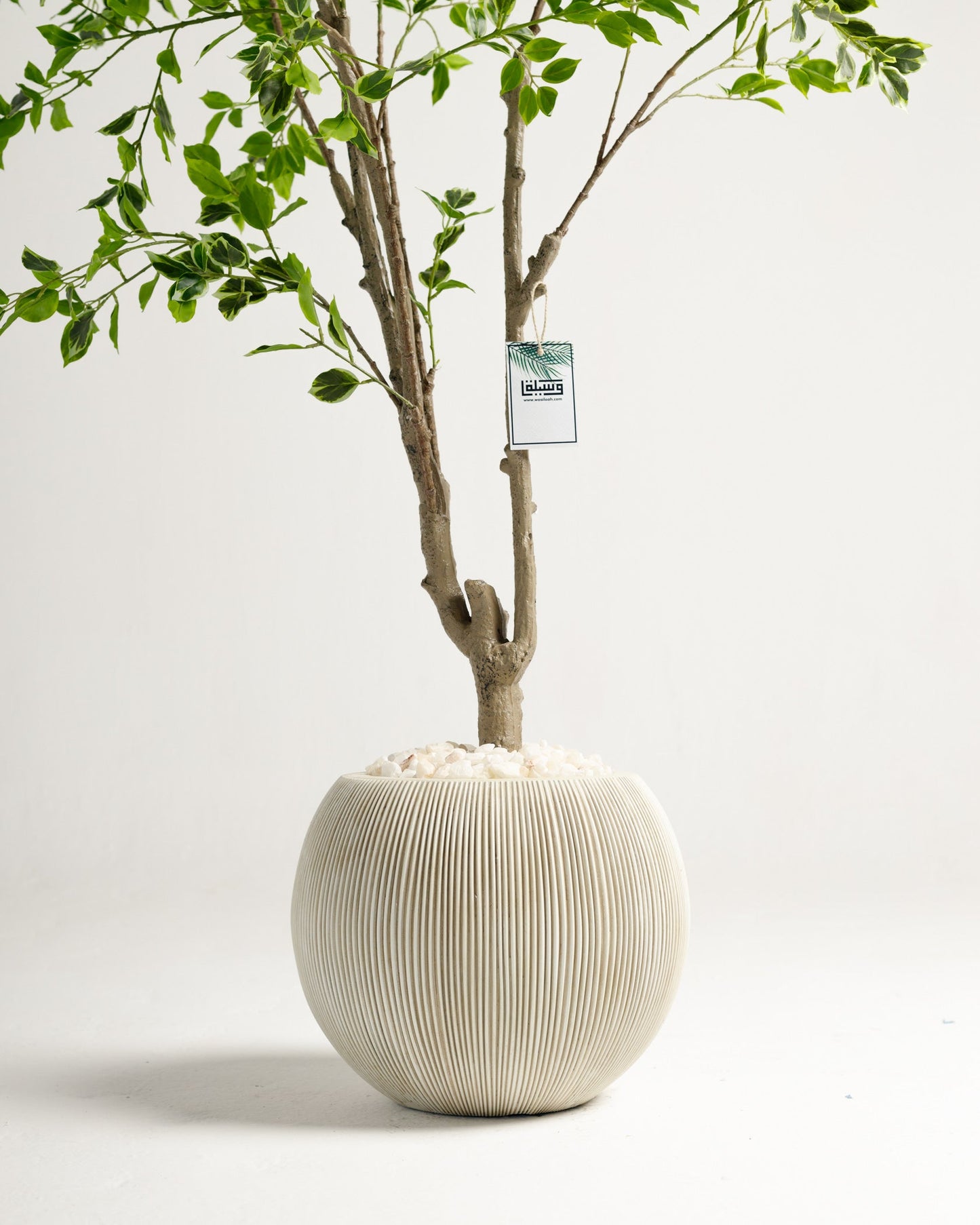 Benjamina Variegated Tree