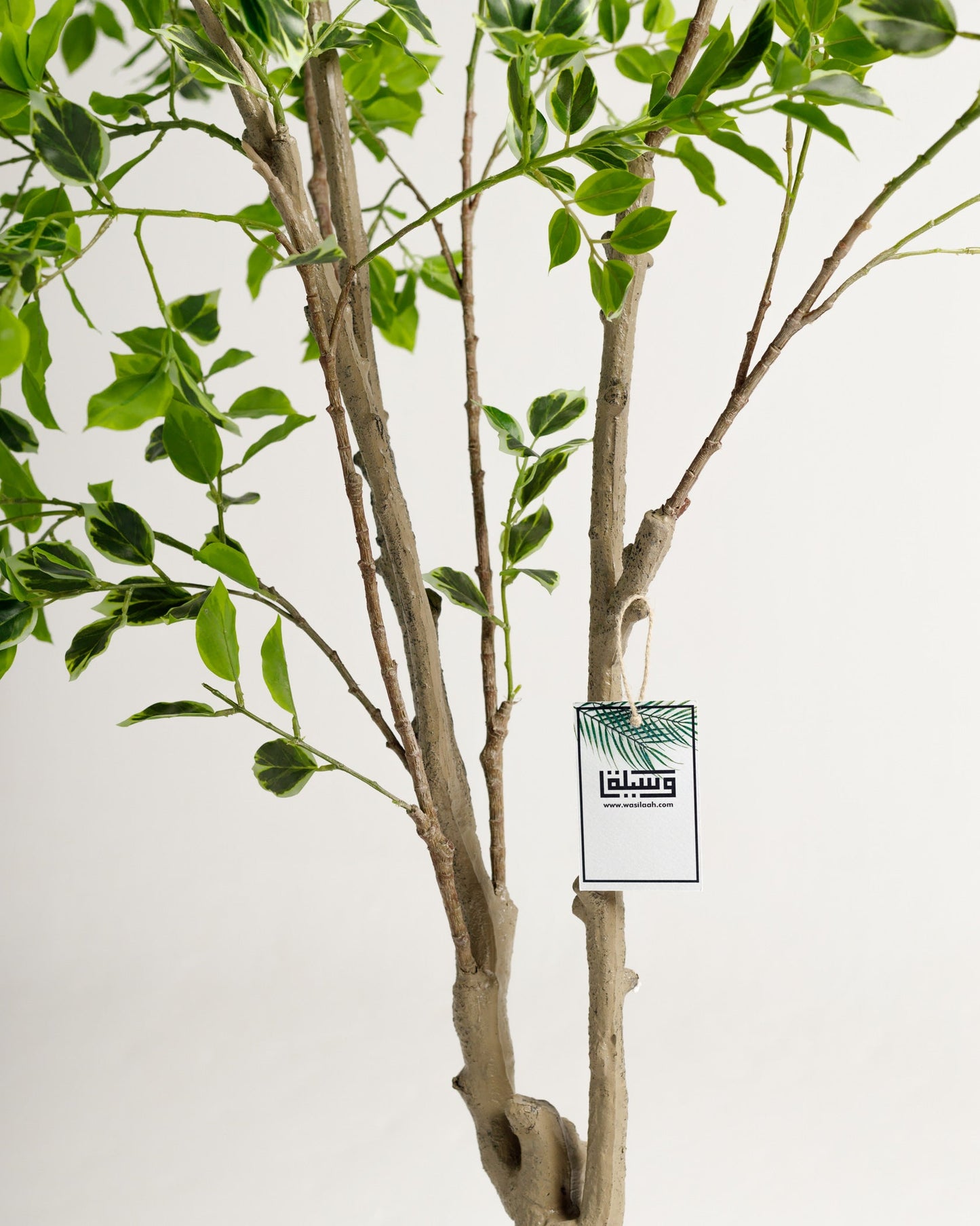 Benjamina Variegated Tree