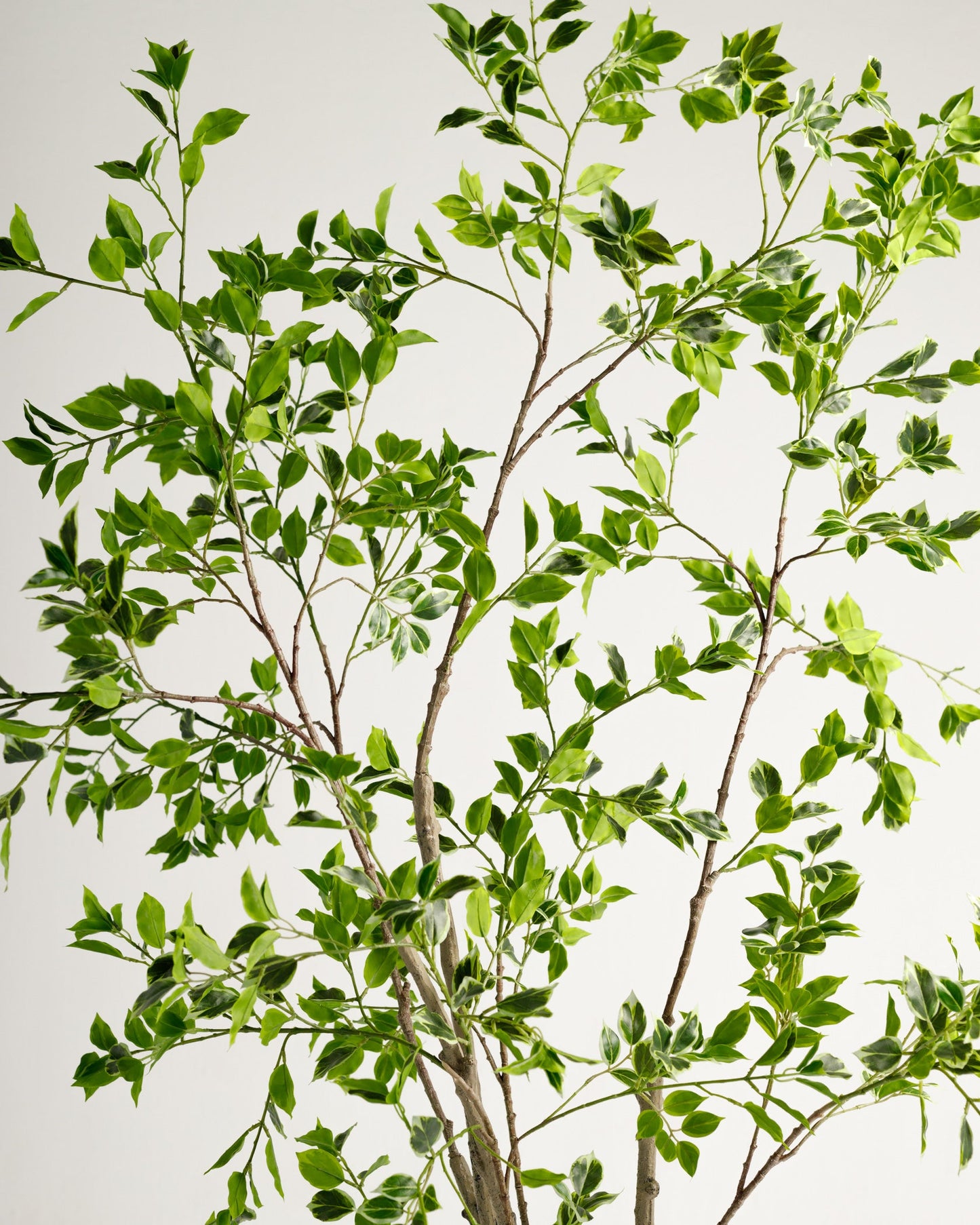 Benjamina Variegated Tree