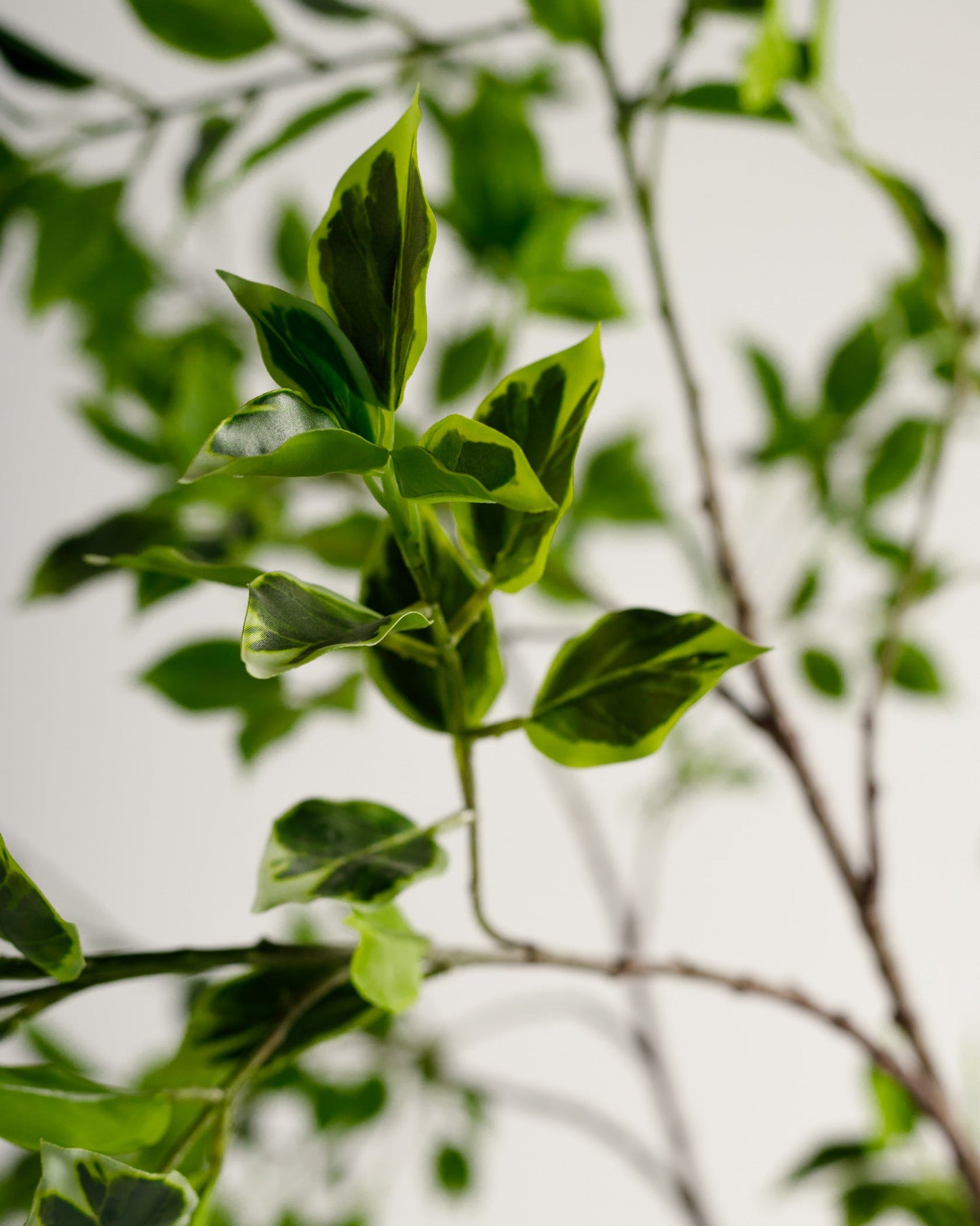 Benjamina Variegated Tree