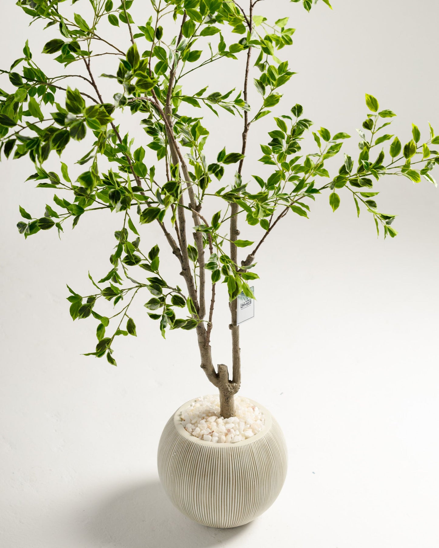 Benjamina Variegated Tree