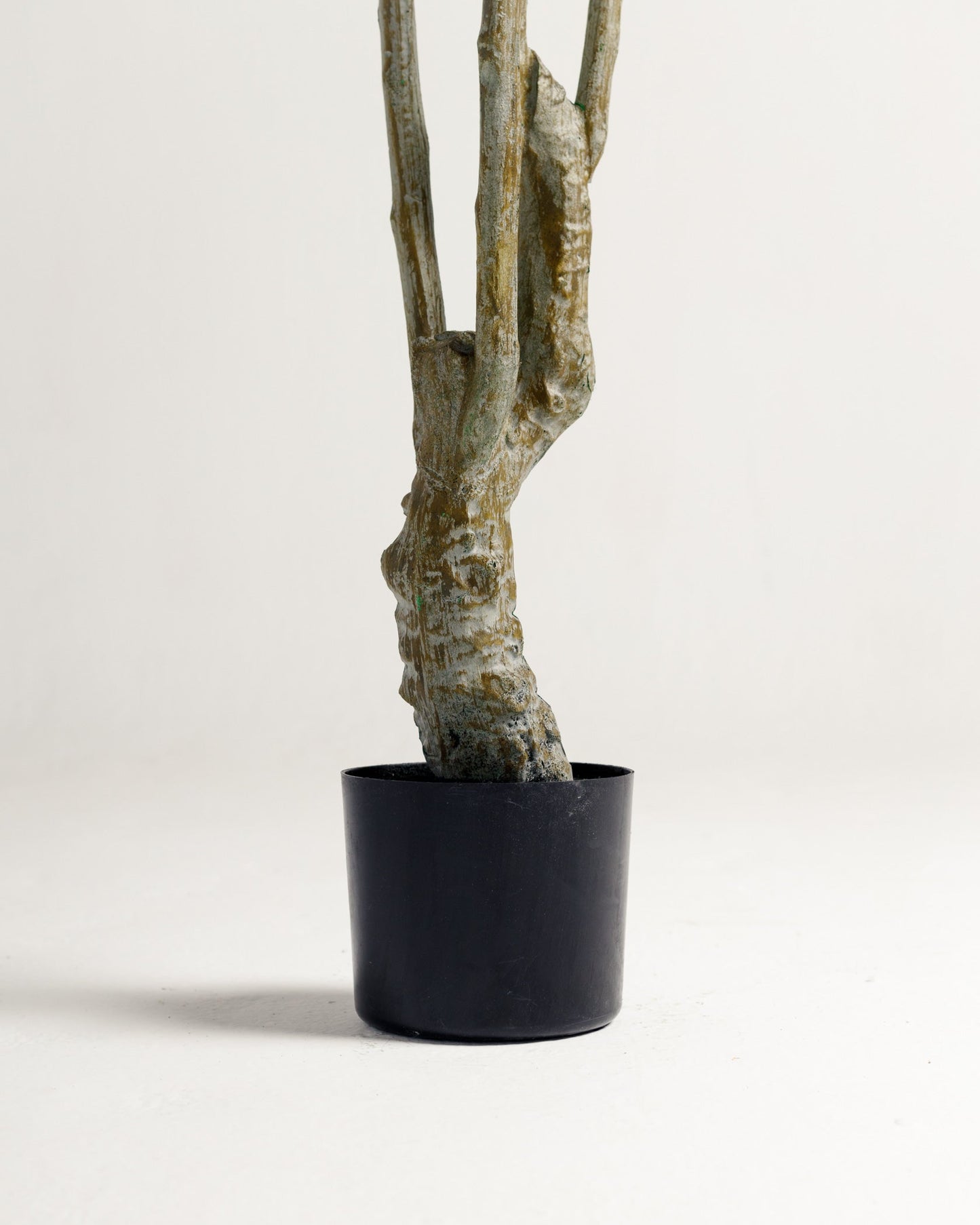 Benjamina Variegated Tree