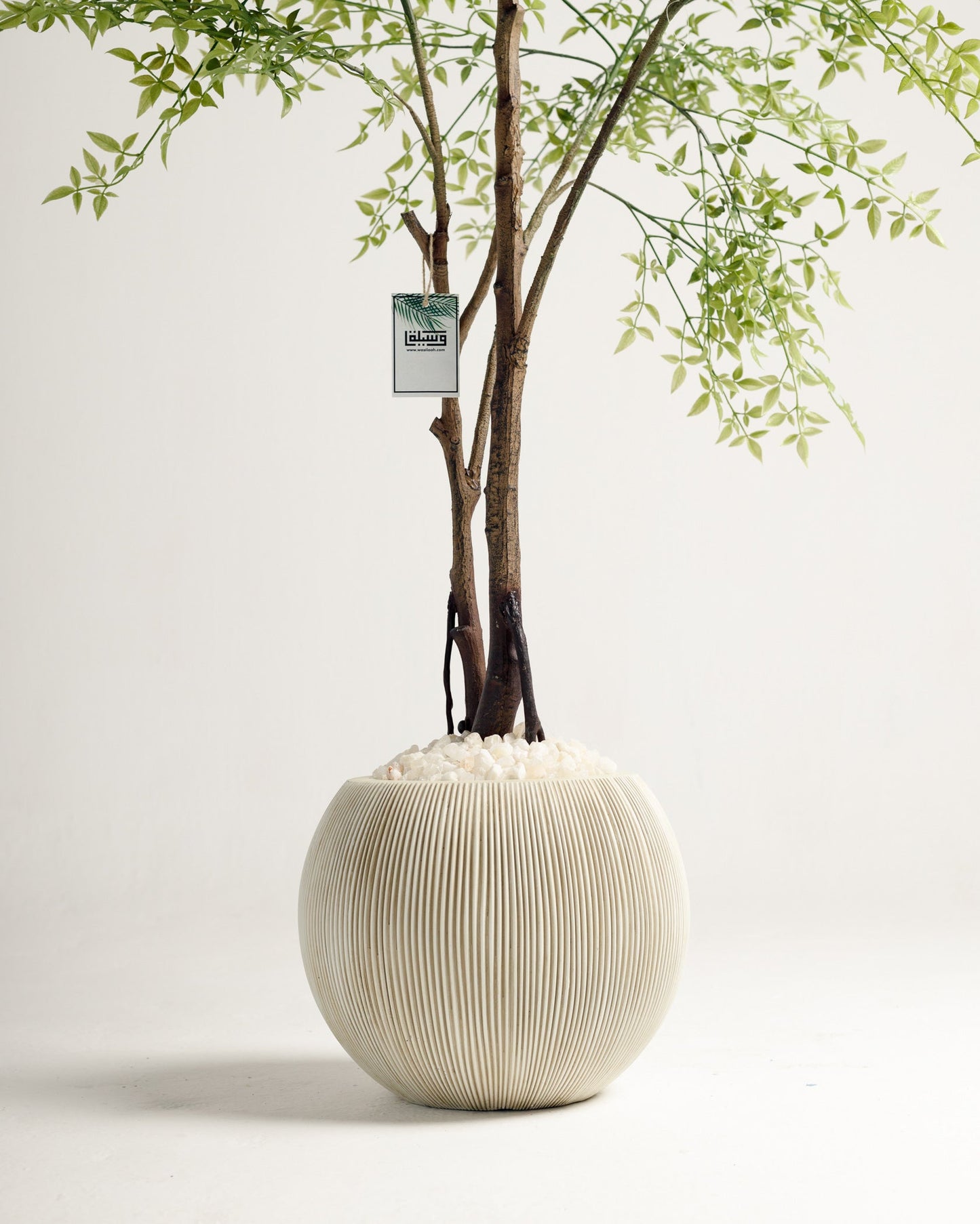 Benjamina Mini Leaf Tree