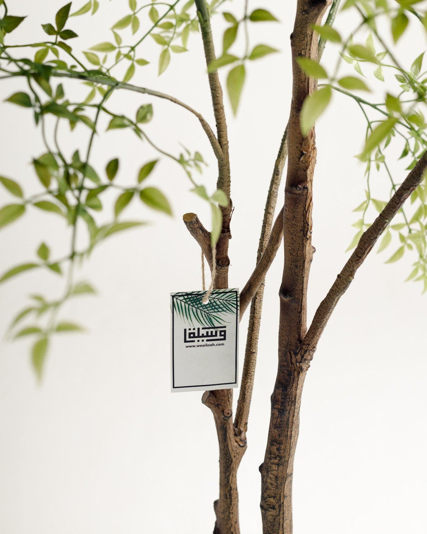 Benjamina Mini Leaf Tree
