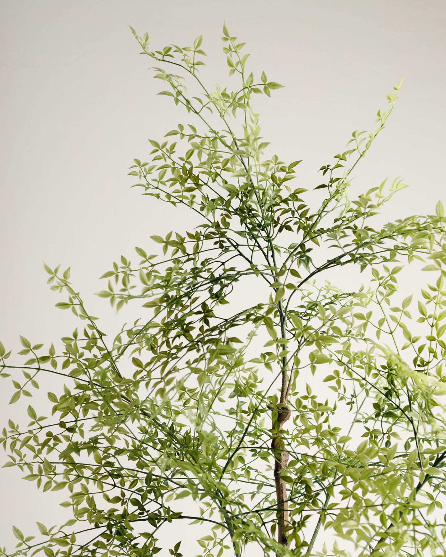 Benjamina Mini Leaf Tree