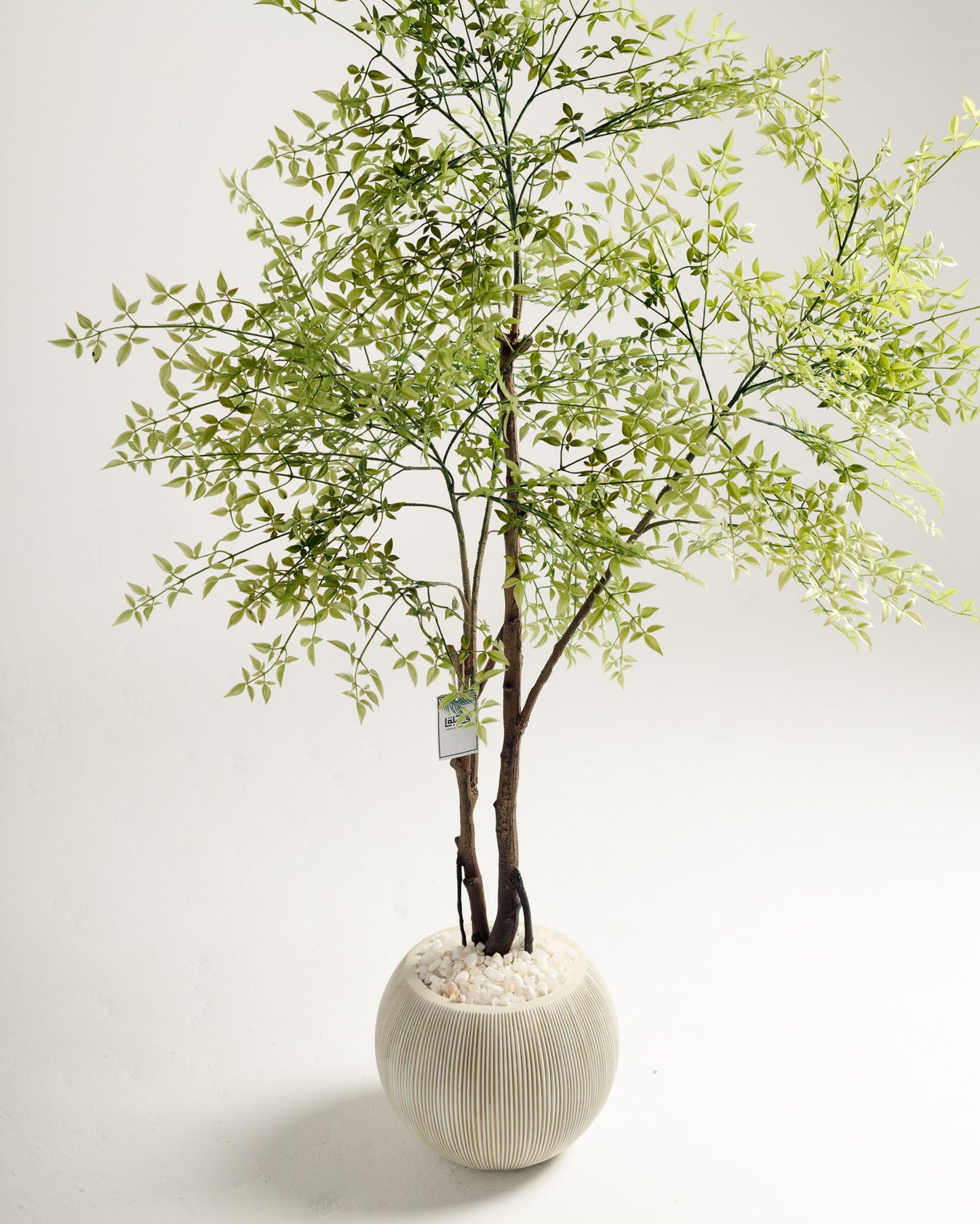 Benjamina Mini Leaf Tree