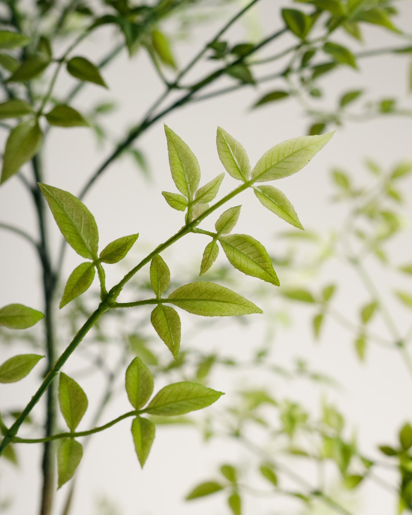 Benjamina Mini Leaf Tree