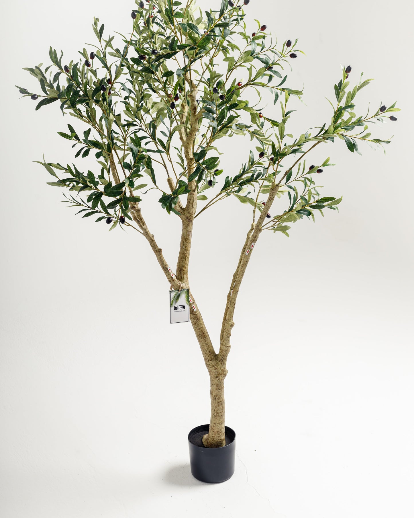 Olive Multi Stem Tree