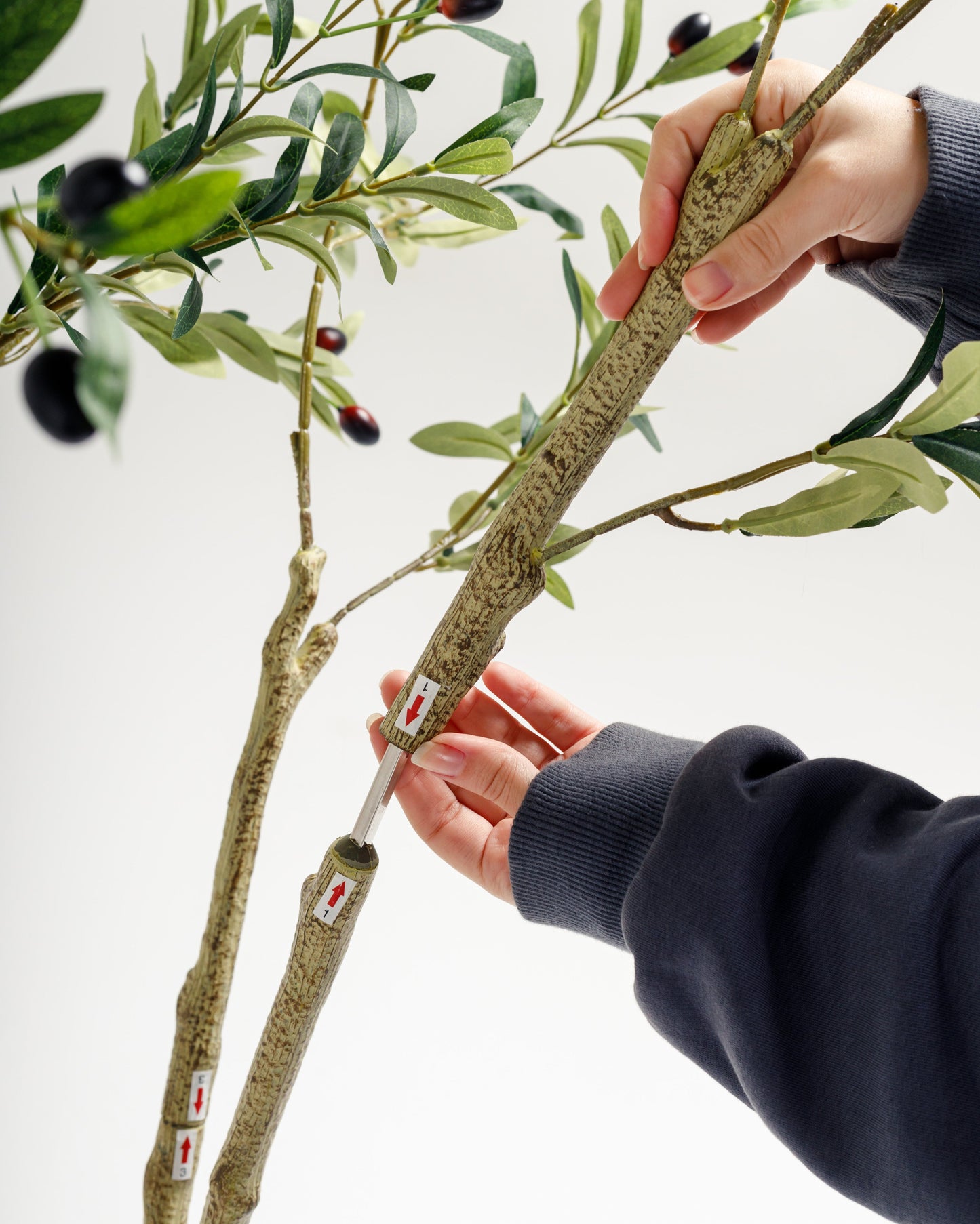 Olive Multi Stem Tree