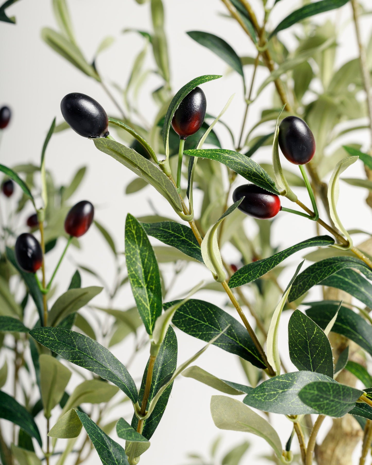 Olive Multi Stem Tree